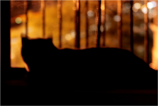 Illustration for article titled Shooting Challenge Pets Gallery 3